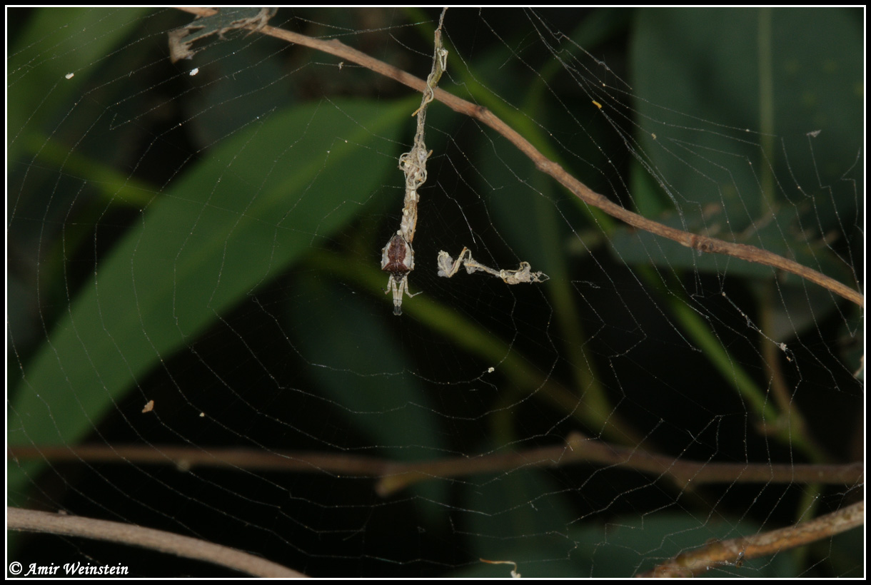 Uloborus plumipes